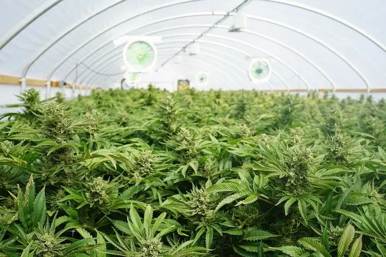 Abstimmung über Weiterführung der Legalisierung in den USA vorerst verschoben