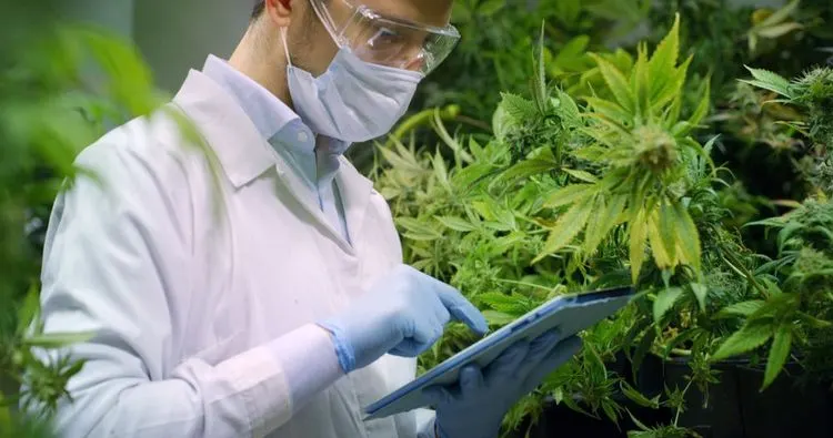 Cannabisbranche: 26 Milliarden Umsatz in 2021