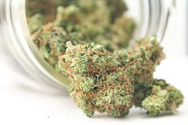 Welches Weed ist das stärkste?