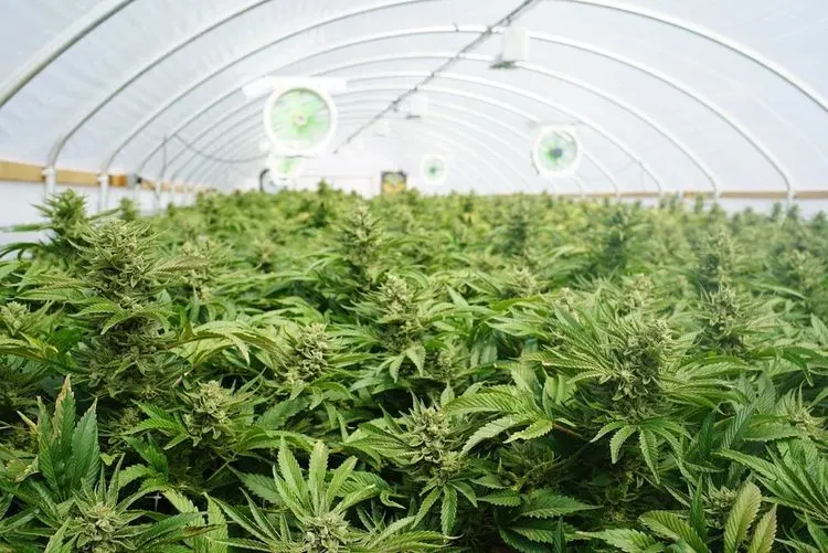 Marihuana-Behörden in Michigan rufen Cannabisprodukte aus Geschäften zurück