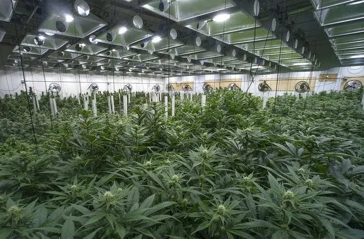 Aktien deutscher Cannabisunternehmen steigen nach Legalisierungszusage