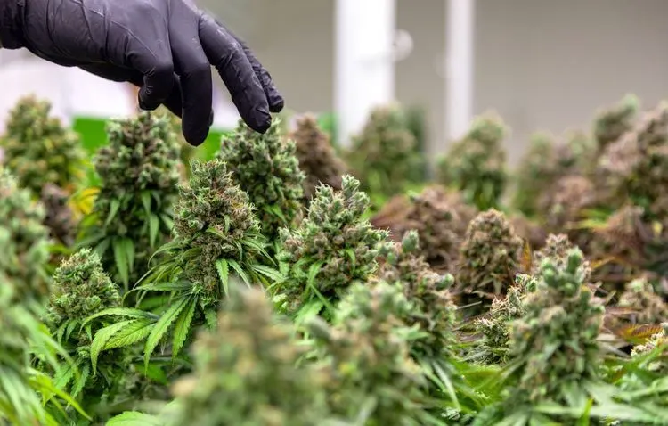 Bank of America sperrt Konto von Cannabis-Forschungsfirma