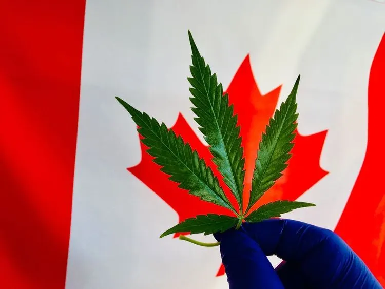 Aurora Cannabis strebt weitere Kostensenkungen auf dem Weg zur Profitabilität an