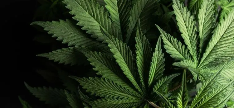 Hexo steigt auch in den USA in den Cannabismarkt ein