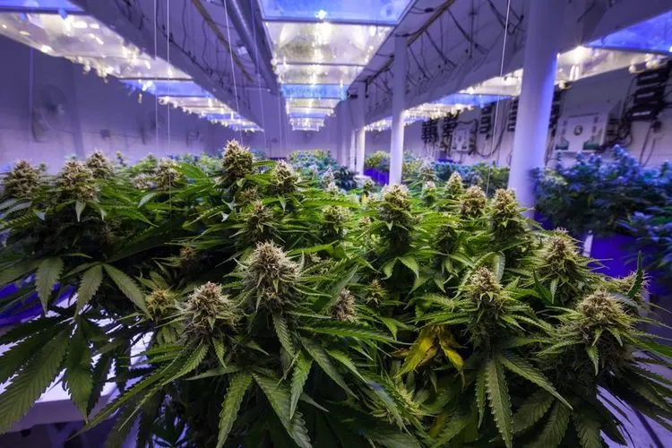 Polizei in Großbritannien entdeckt Cannabisplantage in ehemaligem Nachtclub