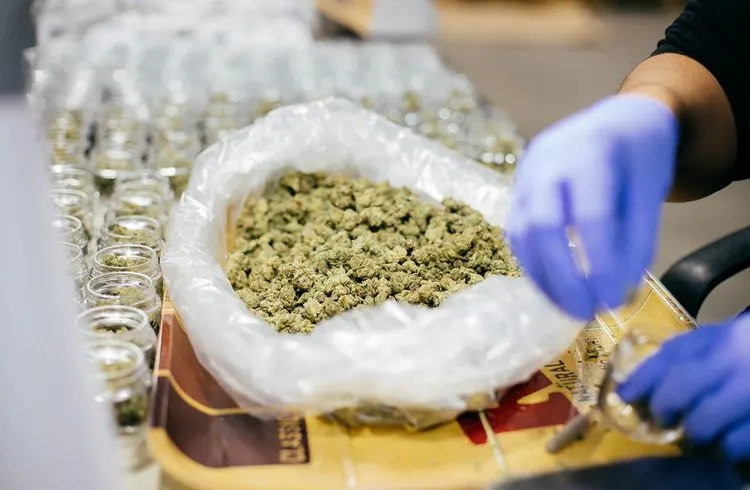 "Grüne Brise": Erster Online-Markt für Cannabis startet in Deutschland