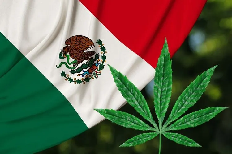 Mexikanische Universität bietet jetzt ein Cannabis-Diplom an