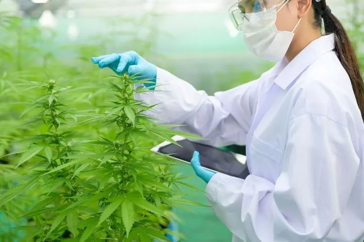 Kalifornien schafft Steuer auf Cannabisanbau ab